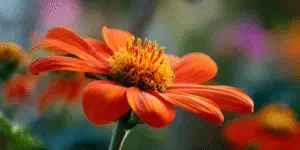 Mexican Sunflower