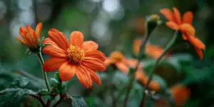 Mexican Sunflower