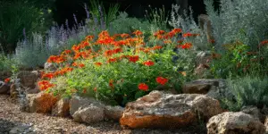 Mexican Sunflower (3)