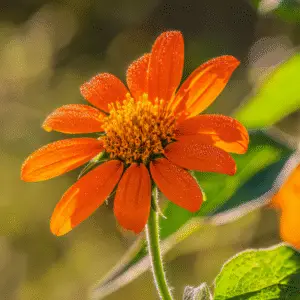 Vibrant orange flower with dew drops