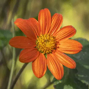 Vibrant orange flower with dew drops.