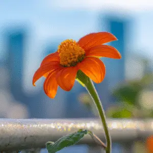 Vibrant orange flower against city backdrop