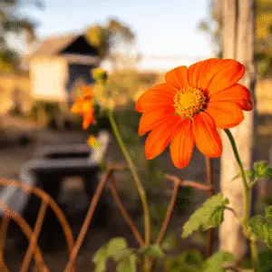 Vibrant orange flower in garden setting.