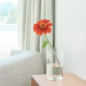 Single orange flower in glass vase