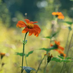 Vibrant orange flower in sunlight