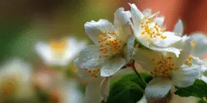 Mock Orange (12)