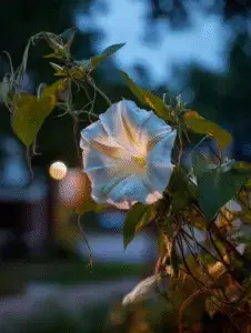 Moonflower