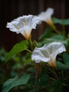 Moonflower (4)