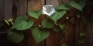 Moonflower (5)