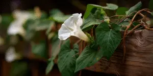 Moonflower