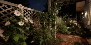 Moonflower