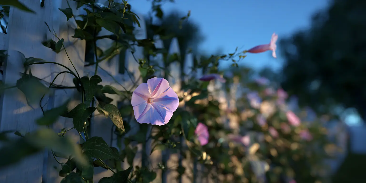 Pale pink funnel-shaped moonflower bloom on a climbing vine at dusk by a fence
