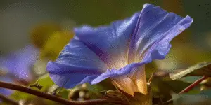 Morning Glories (10)