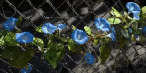 Blue funnel-shaped morning glory flowers and heart-shaped leaves climbing a chain-link fence