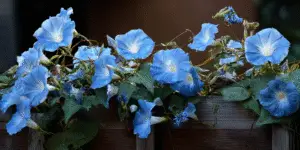 Morning glory cascade over fence, many sky-blue blooms.