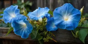 Morning Glories Flowers