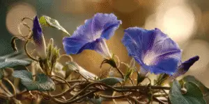 Morning Glories (9)