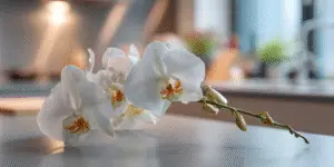 Moth Orchid (1)