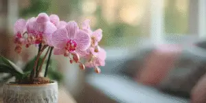Moth Orchid (2)