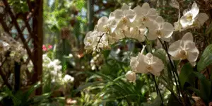 Moth Orchid (6)