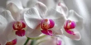 Moth Orchid (8)