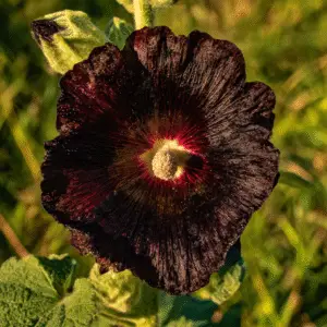 Nigra Hollyhock Flower