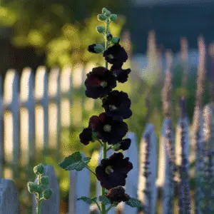 Nigra Hollyhock Flower