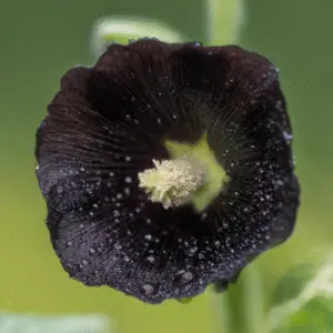 Hollyhock