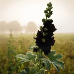 Nigra Hollyhock Flower