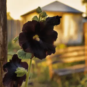 Nigra Hollyhock