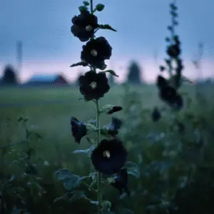 Nigra Hollyhock Flower