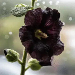 Nigra Hollyhock