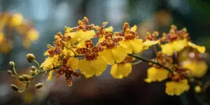 Oncidium branch with dewy yellow blossoms, ruffled lips, buds.