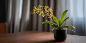 Oncidium Orchid (14)
