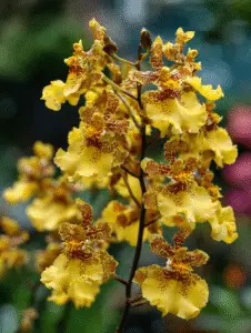 Oncidium Orchid