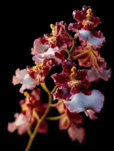 Oncidium Orchid
