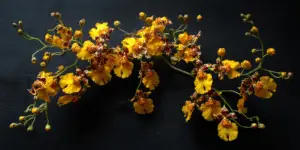 Oncidium Orchid