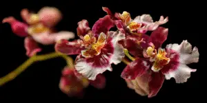 Oncidium Orchid (8)