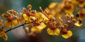 Oncidium Orchid