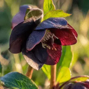 Onyx Odyssey Hellebore Flowers