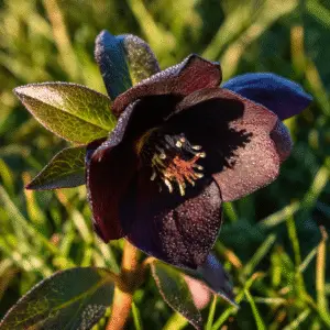 Onyx Odyssey Hellebore Flowers