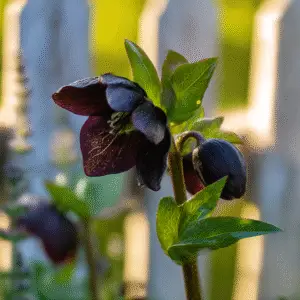 Onyx Odyssey Hellebore Flowers