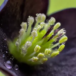 Onyx Odyssey Hellebore