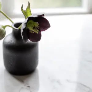 Onyx Odyssey Hellebore Flowers
