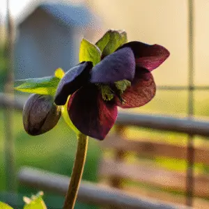 Onyx Odyssey Hellebore Flowers