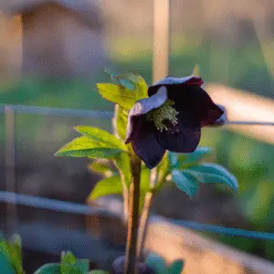 Onyx Odyssey Hellebore