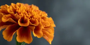 Vibrant orange marigold flower close-up