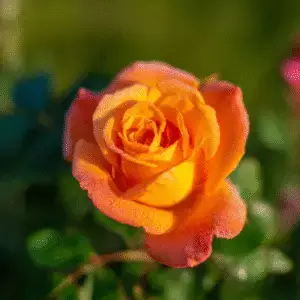 Orange Roses (e.g., ‘Tropicana’) flower
