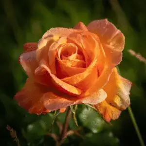 Orange Roses