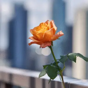 Orange Roses